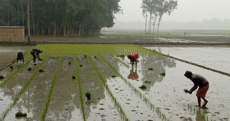 গোপালপুরে হাড় কাঁপানো শীতের সাথে লড়াই করে মাঠে ছুটছেন চাষীরা