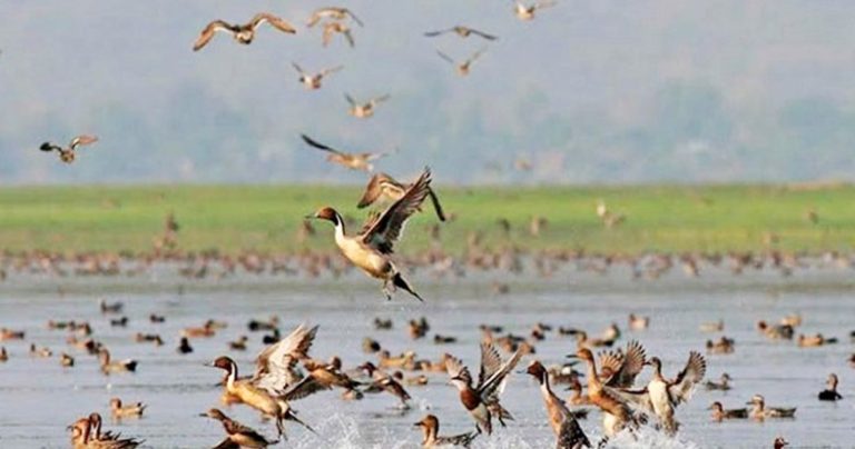 ঘাটাইলের জলাধারগুলো এখন অতিথি পাখির কলতানে মুখরিত