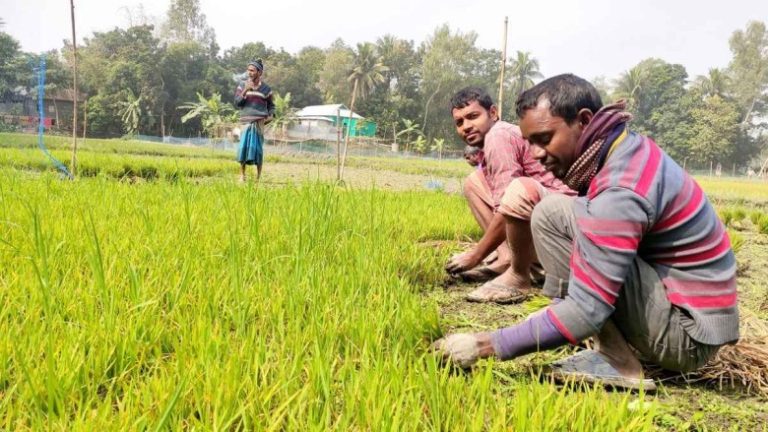 টাঙ্গাইলে অতিরিক্ত টাকা দিয়েও শ্রমিক না পাওয়ায় বিপাকে পড়েছেন বোরো চাষি কৃষকরা