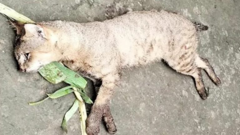 ভূঞাপুরে পিটিয়ে হত্যা করা হয়েছে একটি বন বিড়াল