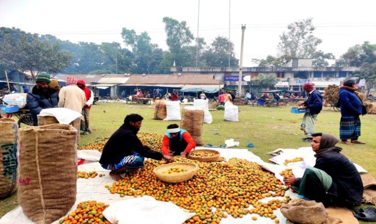 ভূঞাপুরে সুপারির দাম ভালো হওয়ায় খুশি চাষিরা