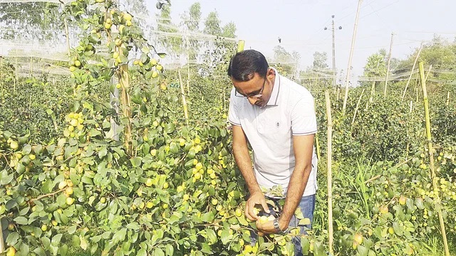 সখীপুরে ‘সুন্দরী বরই’ চাষ করে লাভবান হয়েছেন কৃষক ইলিয়াস
