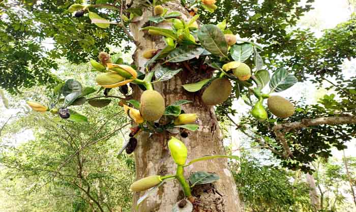টাঙ্গাইলে গাছে গাছে সুভাস ছড়াচ্ছে কাঁঠালের মুচি