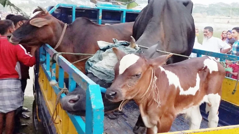 ঘাটাইল, মধুপুর ও গোপালপুরে গরু চুরি থামছেই না