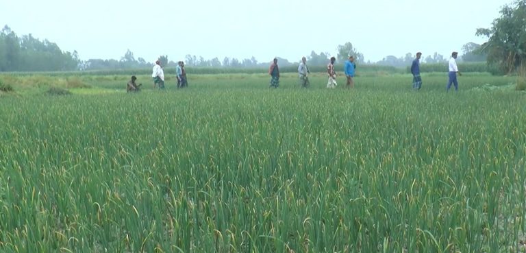 টাঙ্গাইলে পেঁয়াজ চাষে জমির পরিধি বৃদ্ধি