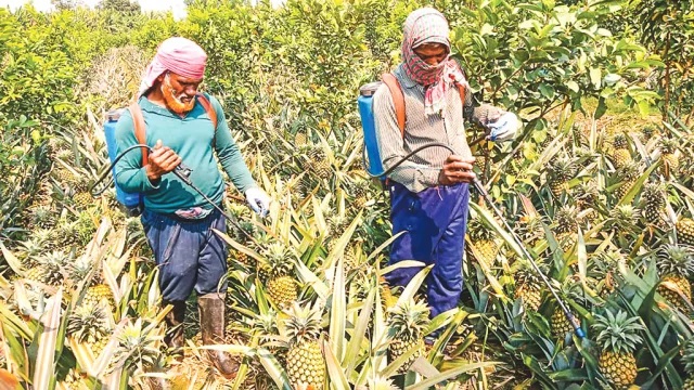 মধুপুরে রোজায় আনারস বিক্রির জন্য দেয়া হচ্ছে ক্ষতিকর রাসায়নিক