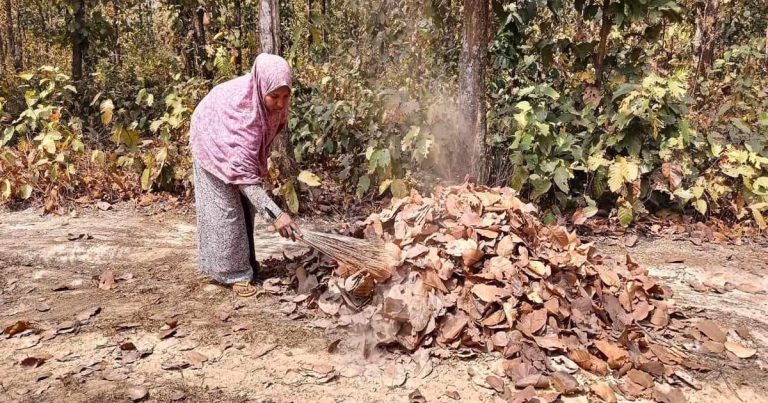 সখীপুরে ঝরাপাতা বিক্রি করে বাড়তি আয়ের সুযোগ সৃষ্টি