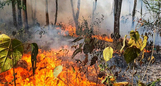 ঘাটাইলে সংরক্ষিত বনাঞ্চল আগুনে পুড়িয়ে ধ্বংস করছে দুর্বৃত্তরা