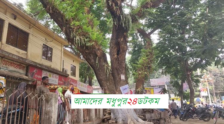 টাংগাইলে গাছ কাটার প্রতিবাদ জানিয়েছে নাগরিক সমাজ