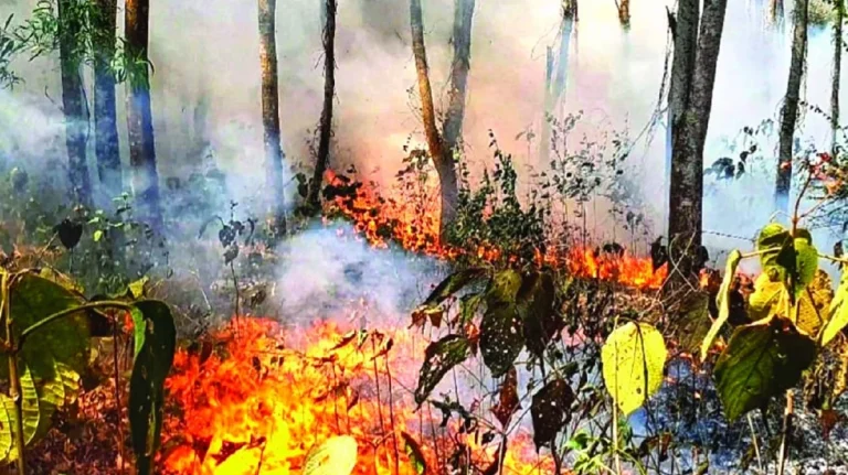 টাঙ্গাইল গজারি বনে অগ্নিকাণ্ডে কোটি কোটি টাকার বনজ সম্পদ ভস্মীভূত