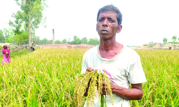 ধনবাড়ীতে ভাটার কালোধোঁয়ায় ধানে চিটা! ক্ষতিগ্রস্ত কৃষকরা