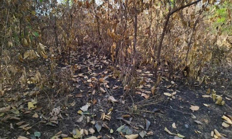 মির্জাপুরে গজারি ও উডলট বাগানে ১ মাসে ১০ স্থানে আগুন
