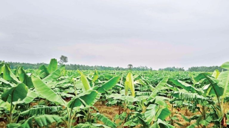 ঘাটাইলে বনের জমি দখল করে ভূঁইয়াদের রাজত্ব