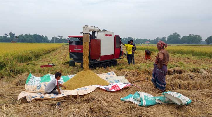 টাংগাইলে হারভেস্টার মেশিন দিয়ে ধান কাটা ও মাড়াইয়ে আগ্রহ বাড়ছে কৃষকদের