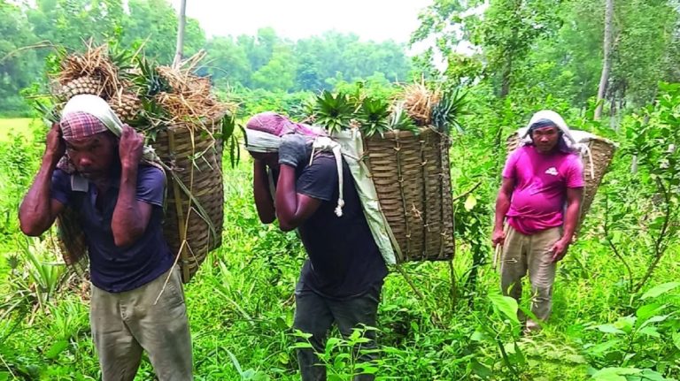 বাজারে আসছে মধুপুরের সুস্বাদু আনারস