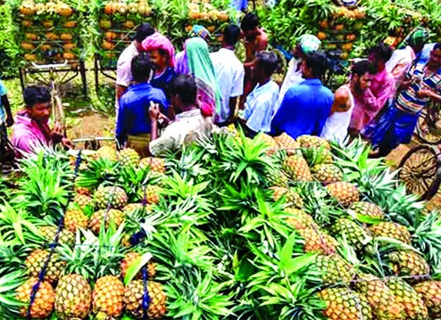 মধুপুরের আনারসের স্বীকৃতির মান অক্ষুন্ন রাখার দাবি