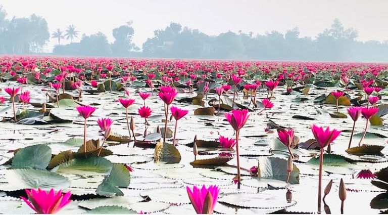 বাসাইলের বিলে মুগ্ধতা ছড়াচ্ছে লাল শাপলা