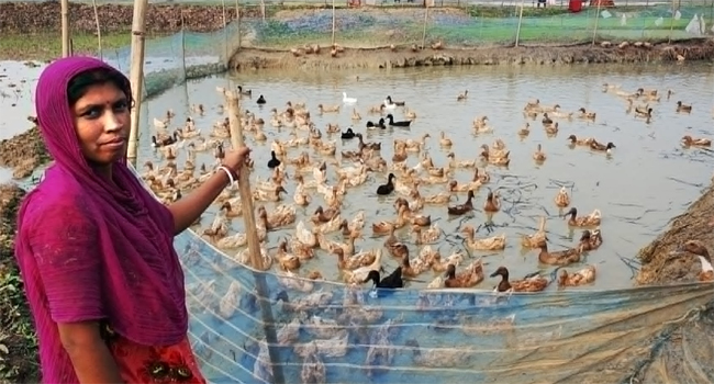 ঘাটাইলে হাঁস পালনে ঈশিতার ঘুরে দাড়াঁনোর গল্প