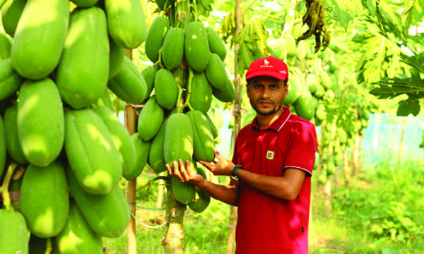 ঘাটাইলের হিমেল একজন সফল কৃষি উদ্যোক্তা