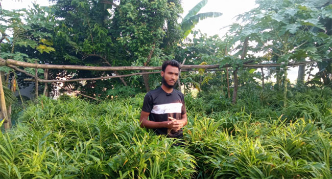 সখীপুরে বস্তায় আদা চাষে সফল কলেজছাত্র আবির