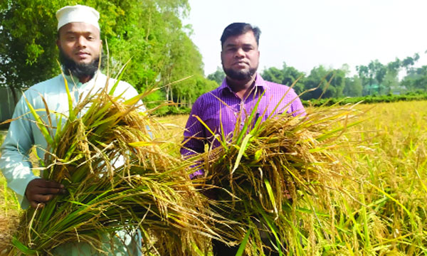 মধুপুুরে গোল্ডেন ধান চাষে সফল ডা: শফিকুল ইসলাম