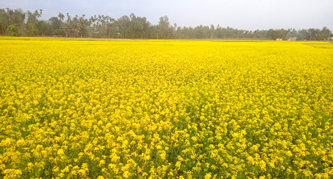 মধুপুরে সরিষার বাম্পার ফলন