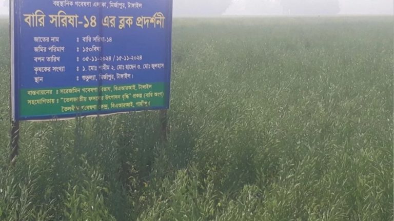 মির্জাপুরে সরিষার বাম্পার ফলন