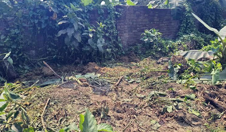 বাসাইলে গরু চুরির পর জবাই করে মাংস নিয়ে গেল চোর