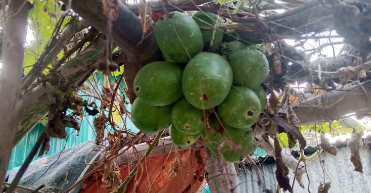 ঘাটাইলে এক ডগায় ২০টি লাউ