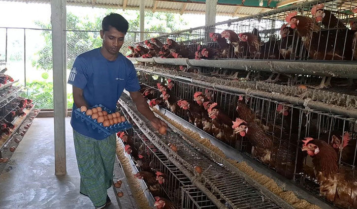 টাংগাইলে ডিমে লোকসান দিশেহারা খামারীরা