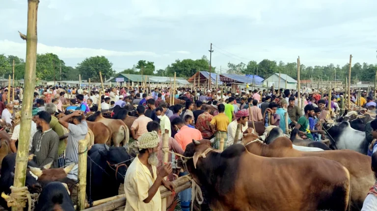 মির্জাপুরে চাহিদার থেকে সরবরাহ বেশি তাই দাম নিয়ে দুশ্চিন্তায় খামারিরা