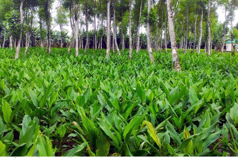 টাংগাইলের পাহাড়ি অঞ্চলে বাড়ছে হলুদের আবাদ