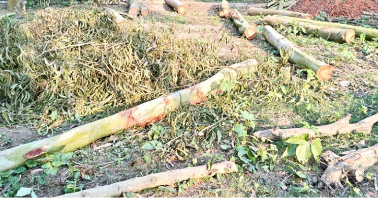 ধনবাড়ীতে জোরপূর্বক জমি দখলের চেষ্টা ও গাছ কাটার অভিযোগ
