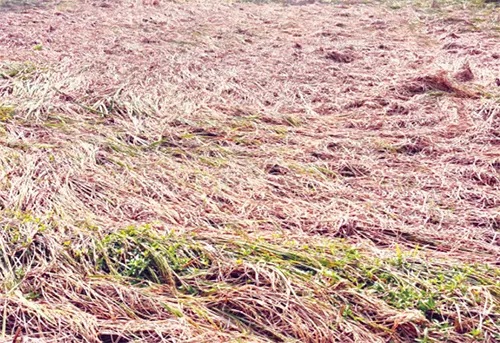 ঘাটাইলে প্রভাবশালী ব্যক্তির হুমকি-ধমকি আর লেয়ার বর্জ্যের কারণে পাকা ধান ক্ষেতেই নষ্ট হচ্ছে