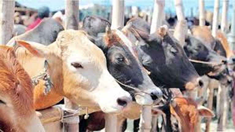 মধুপুরে প্রকল্পের উপকারভোগী শিশুদের অভিভাবকদের মাঝে বিনামূল্যে গবাদি পশু বিতরণ