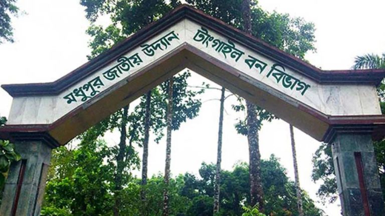 মধুপুর শালবন পুনরুদ্ধার প্রকল্পঃ বর্ষার চারা লাগানো হলো শীতে পরিণতি সব মৃত্যু!!