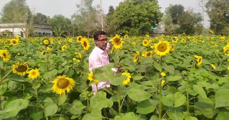 মধুপুরে শুরু হয়েছে সূর্যমুখী ফুলের চাষ