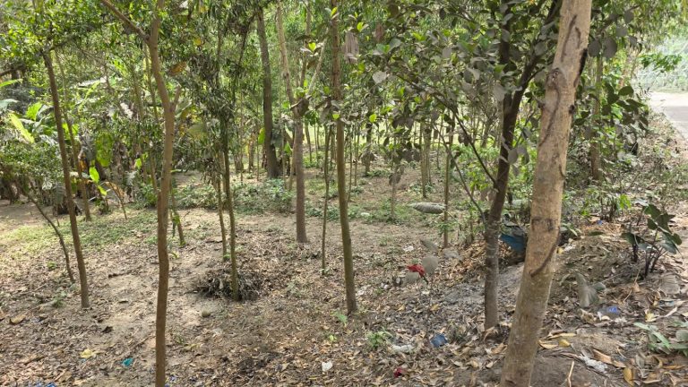 ভূঞাপুরে জমি বে-দখলে প্রভাবশালী মহল অসহায় বিধবা নারী
