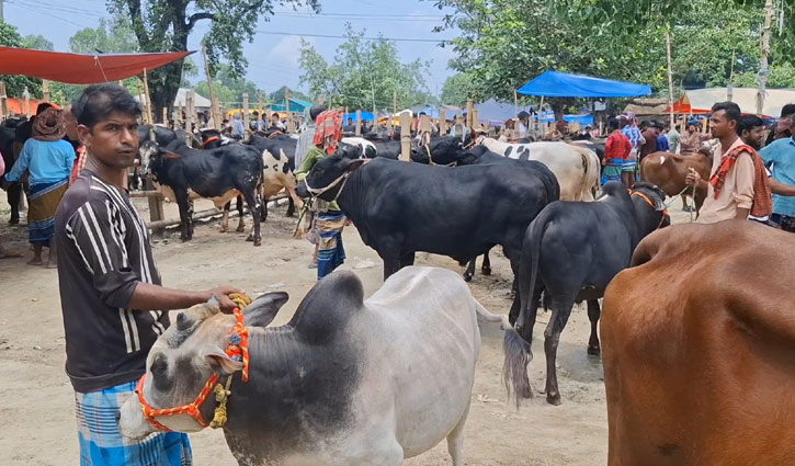 টাংগাইলে চাহিদার থেকে ৪০ হাজার কোরবানীর পশু বেশি
