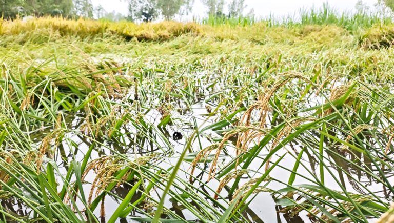 ধনবাড়ীতে ঝড়-বৃষ্টির কারণে পাকা ধান পানিবন্দি