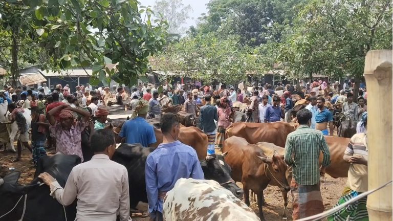 মির্জাপুরের ঐতিহ্যবাহী কাইতলা পশুর হাট নিয়ে ষড়যন্ত্র করার অভিযোগ! দুপক্ষের উত্তেজনা