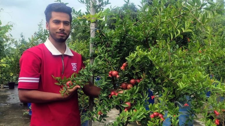 বাসাইলে ইউটিউব দেখে ছাদে আনার বাগান করে সফলতা পেয়েছেন আল আমিন