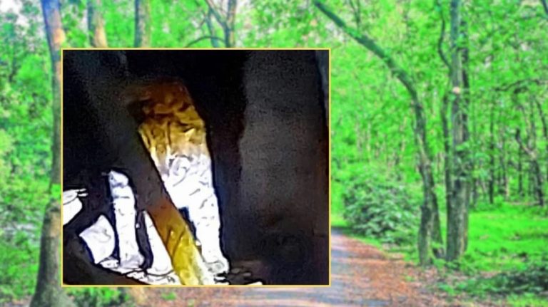মধুপুরে বাঘসদৃশ প্রাণি দেখে আতঙ্কে ৯৯৯ ফোন