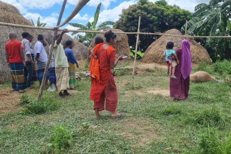 বাসাইলে ১০টি ঘোড়া জবাই করে মাংস নিয়ে গেছে দুর্বৃত্তরা