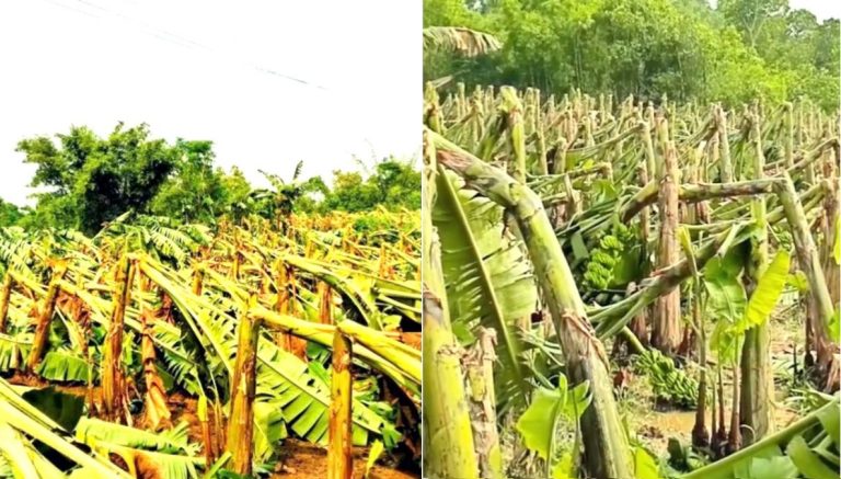 মধুপুরে হঠাৎ ঝড়ে লন্ডভন্ড কৃষকের স্বপ্ন